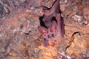 Photo of a California Leaf-nosed Bat (Macrotus californicus) peering out from its roost.