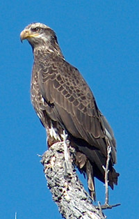 Photo of a juvenile bald eagle.