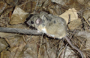 Photo of a field mouse (Peromyscus maniculatus)