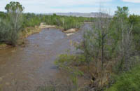 Photo of various riparian vegatation. (Photo coutesy of P. Shafroth)