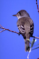 Photo of a Willow Flycatcher.