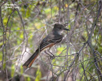 Photo of an Ashthroated Flycatcher. Photo copyright Bruce Craig.