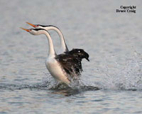Photo of a pair of Clark's Grebes. Photo copyright Bruce Craig.