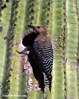 Photo of a Gila Woodpecker. Photo copyright Bruce Craig.