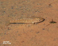 Photo of a Desert Pupfish.  Photo copyright Bruce Craig.