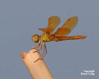 Photo of a Mexican Amber Dragonflies. Photo copyright Bruce Craig.