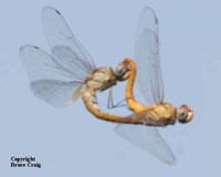 Photo of a pair of Mexican Amber Dragonflies.  Photo copyright Bruce Craig.
