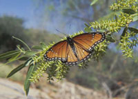 Photo of a Viceroy Butterfly.