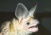 Photo of a Pallid Bat (Antrozous pallidus).