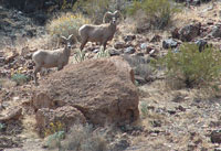 Photo of a pair of bighorn sheep.