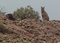 Photo of a pair of a bobcat.