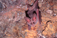 Photo of a California leaf-nosed bat (Macrotus californicus).