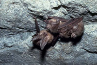 Photo of Townsend's big-eared bats (Corynorhinus townsendii).