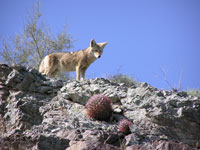Photo of a coyote.