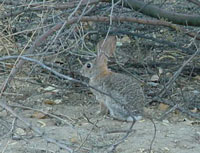 Photo of a desert cottontail.