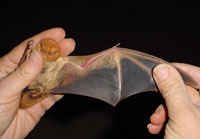 Photo of a red bat (Lasiurus borealis).