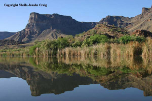 Photo of from the Bill Williams River. Photo copyright Sheila Jonas Craig